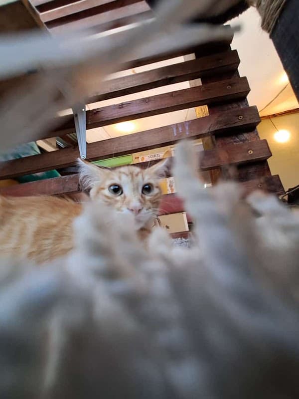 Santo Cielo Cat Café